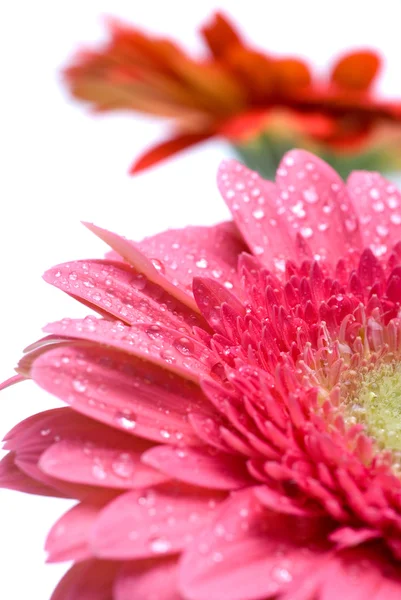 Rosa Gänseblümchen-Gerbera mit Wassertropfen Stockfoto