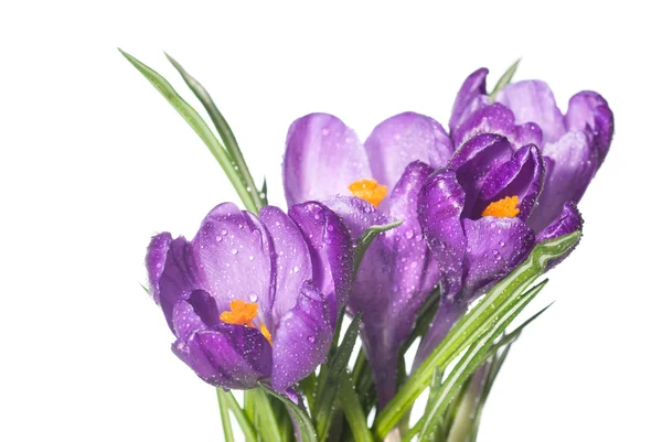 Crocus bouquet with water drops Stock Image