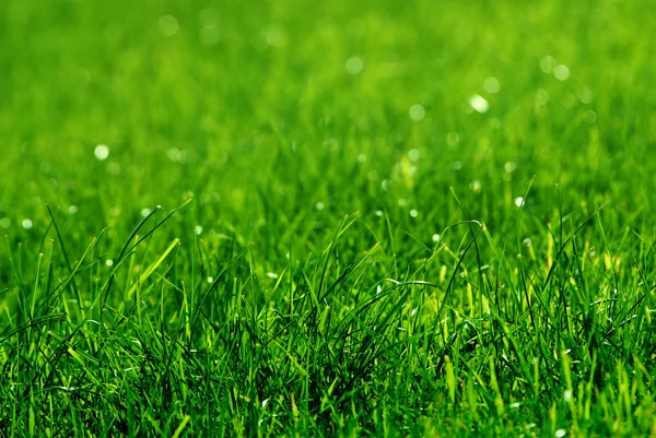 Grass background Stock Photos, Royalty Free Grass background Images |  Depositphotos