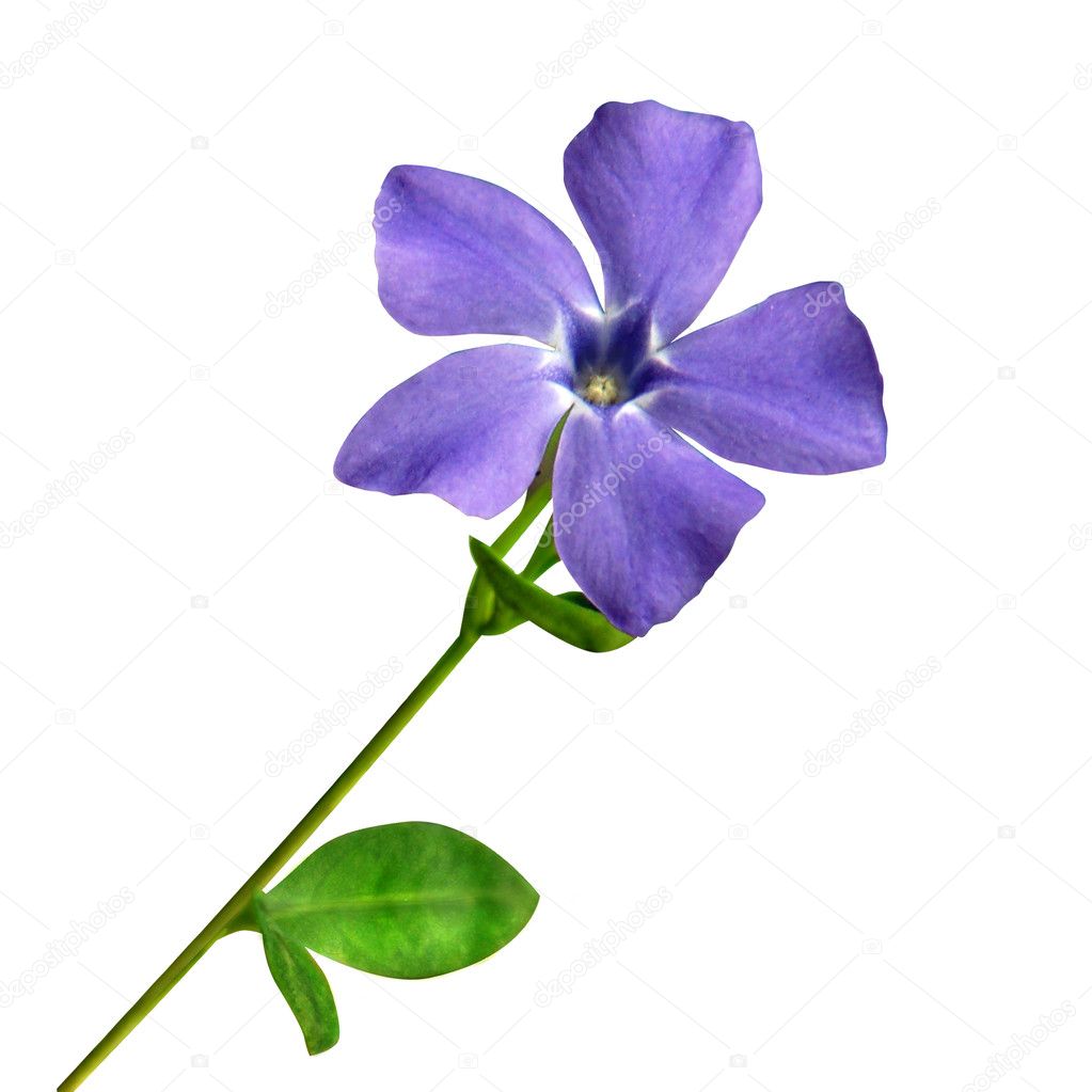 Small periwinkle