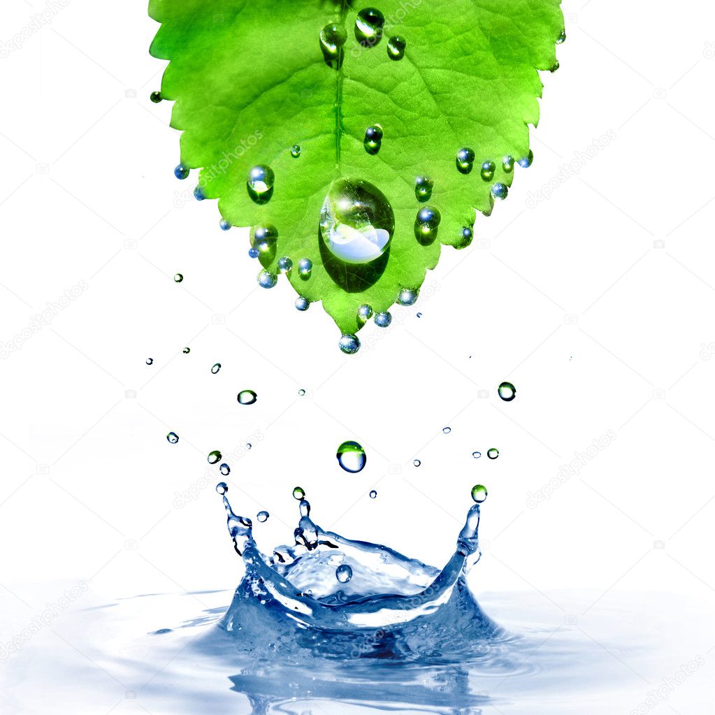Green leaf with water drops and splash