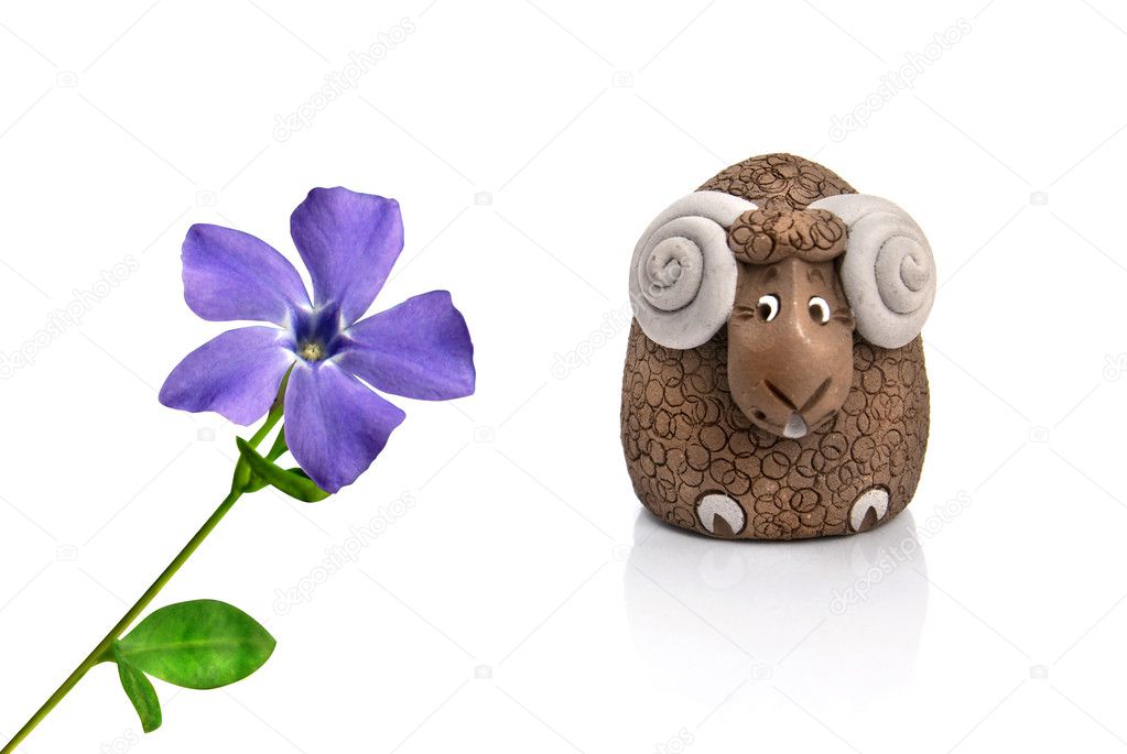 Funny lamb looking at violet spring flower
