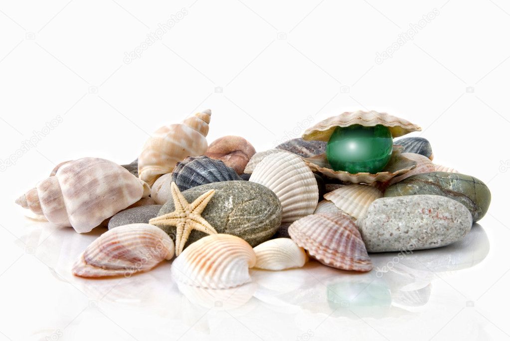 Various color shells with stylized pearl isolated on white