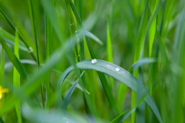Hierba verde con gota de agua — Foto de Stock
