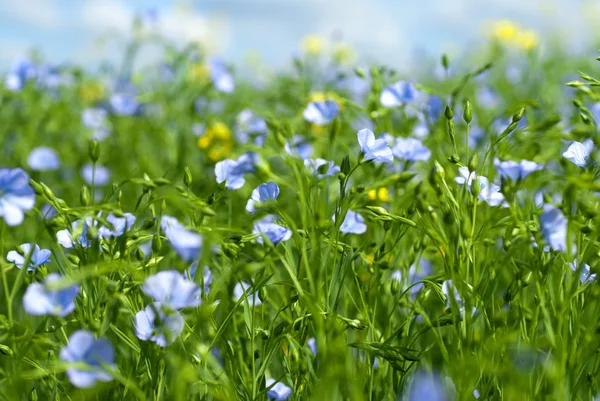 Flax flowers — Stock Photo, Image