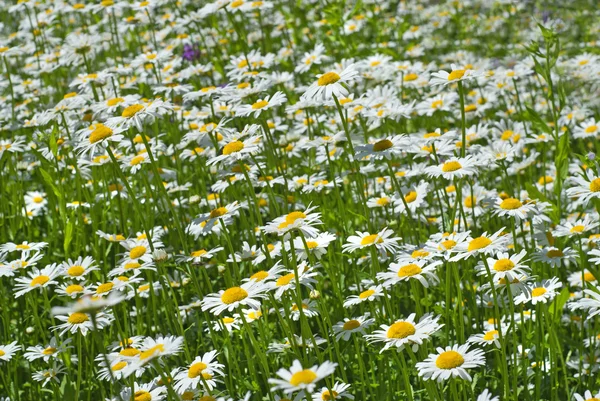 stock image White chamomiles on green sunny meadow