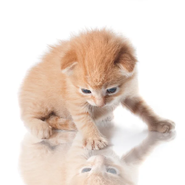 Kitten looking on his reflection isolated on white — Stock Photo, Image