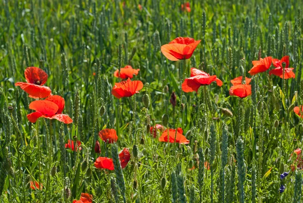 Poppy alanda yeşil buğday — Stok fotoğraf