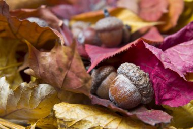 Acorns with autumn leaves clipart