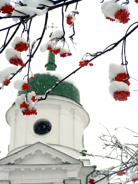 Brunches of ashberry in snow against the church — Stock Photo, Image