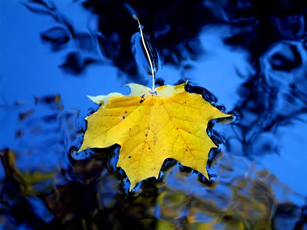 Geel blad in blauw water — Stockfoto