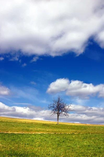 Champ vert et arbre solitaire contre ciel bleu et nuages — Photo