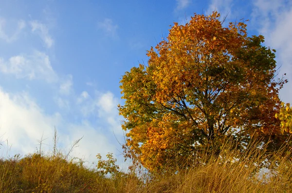Sonbahar ağaç ve gökyüzü — Stok fotoğraf