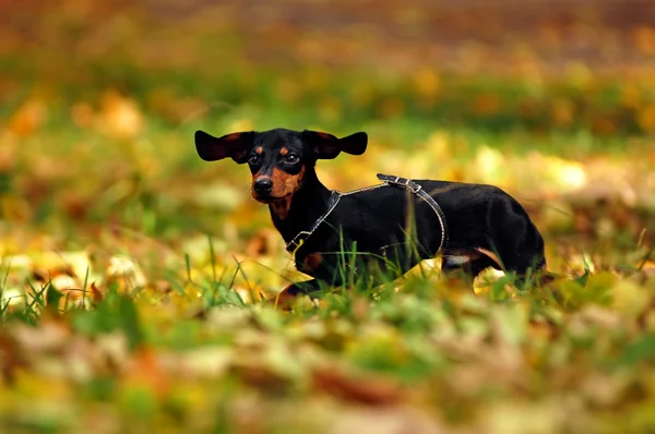 Feliz cão dachshund no parque — Fotografia de Stock