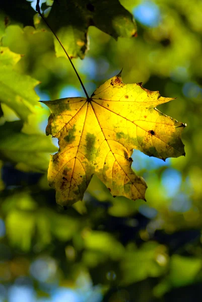 Permiso de arce de otoño — Foto de Stock