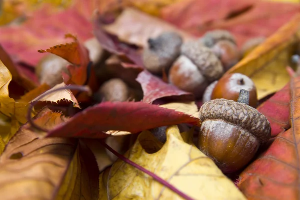Eicheln mit Herbstblättern — Stockfoto