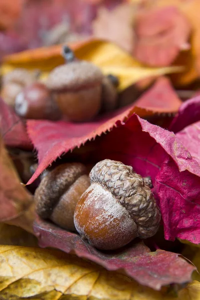 Желуди с осенними листьями — стоковое фото