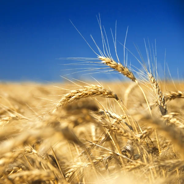 Altın tahıl — Stok fotoğraf