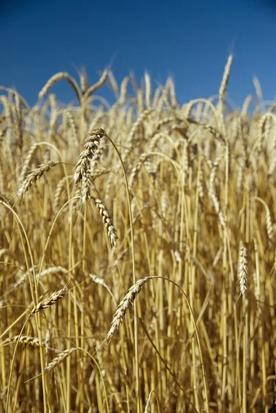 Alan altın buğday ve mavi gökyüzü — Stok fotoğraf