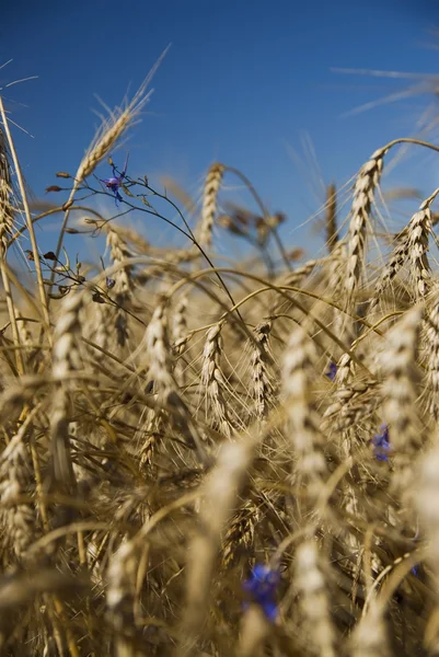 クローズ アップ金麦と青い空を背景の花 — ストック写真
