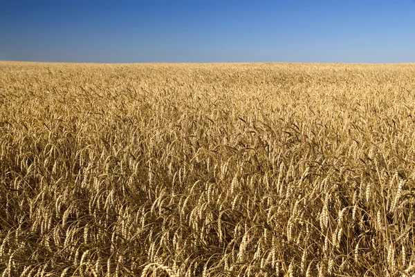 Campo d'oro grano e cielo azzurro — Foto Stock
