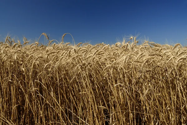 Fältet av guld vete och blå himmel — Stockfoto