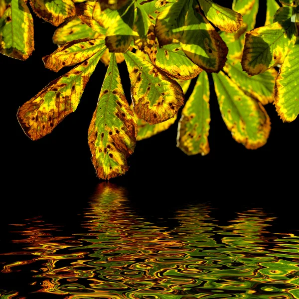 Autumn chestnut leaves isolated on black with reflection — Stock Photo, Image