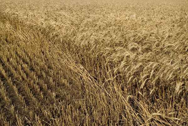 Hayfield wheat background — Stock Photo, Image