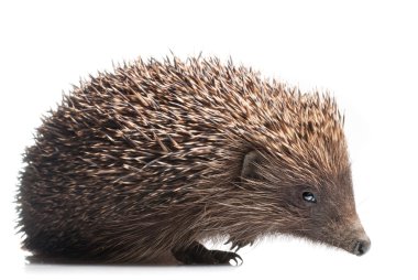 Hedgehog isolated on white clipart