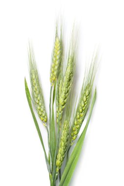 Green wheat isolated on white clipart