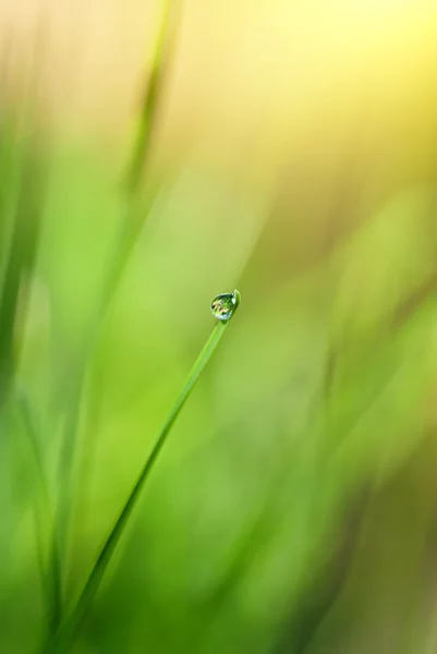 Зеленая трава с каплей воды и солнечным светом — стоковое фото
