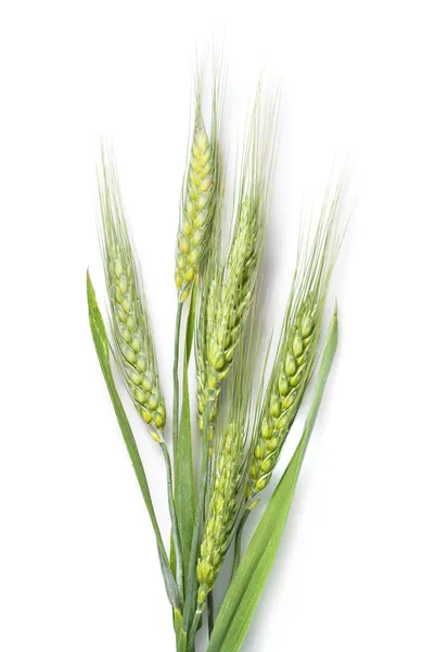 Green wheat isolated on white — Stock Photo, Image