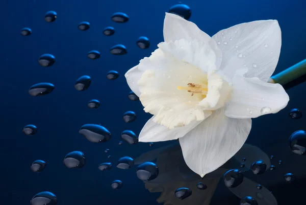 Witte narcissus op blauwe achtergrond met water drops — Stockfoto