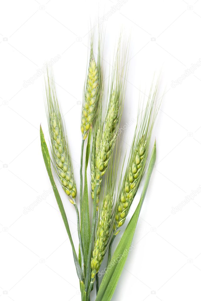 Green wheat isolated on white