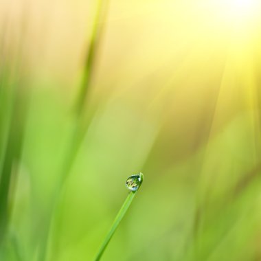 Green grass with water drop and sun light clipart
