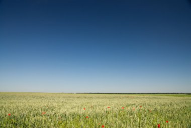 Yeşil buğday tarlası ve mavi gökyüzü