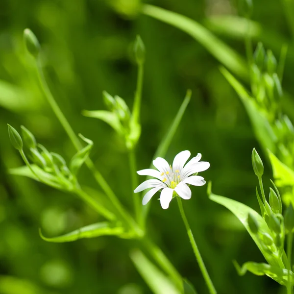 White chamomile in green grass — Stock Photo, Image