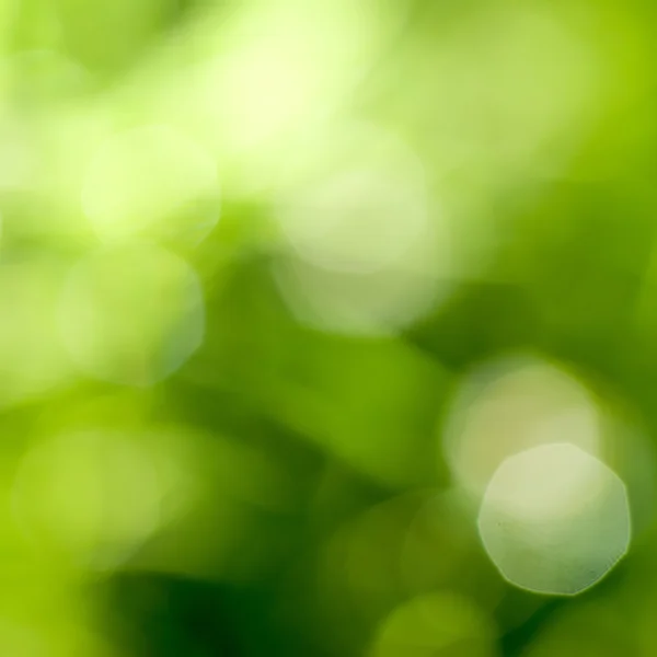 Abstrato verde natural backgound — Fotografia de Stock