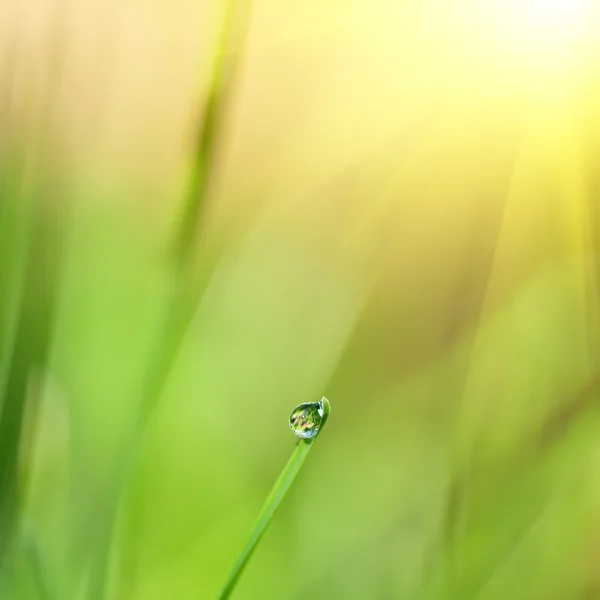 Erba verde con goccia d'acqua e luce del sole — Foto Stock