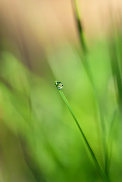 Grama verde com gota de água e luz solar — Fotografia de Stock