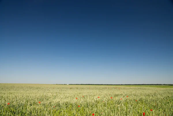 สนามข้าวสาลีสีเขียวและท้องฟ้าสีฟ้า — ภาพถ่ายสต็อก