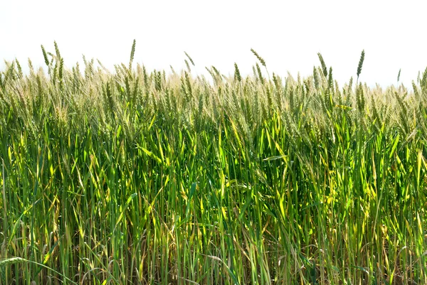 Grüner Weizen isoliert auf weißem — Stockfoto