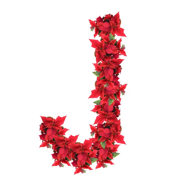Brief von roten Weihnachtsblumen isoliert auf weiß — Stockfoto