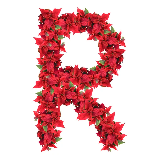 Лист з червоних різдвяних квітів ізольовано на білому — стокове фото