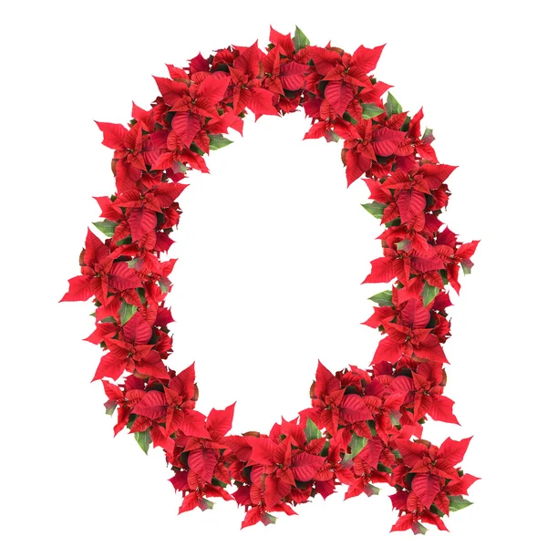 Brief von roten Weihnachtsblumen isoliert auf weiß — Stockfoto