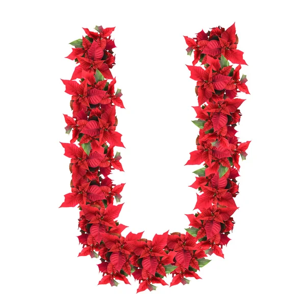 Carta de flores rojas de Navidad aisladas en blanco —  Fotos de Stock