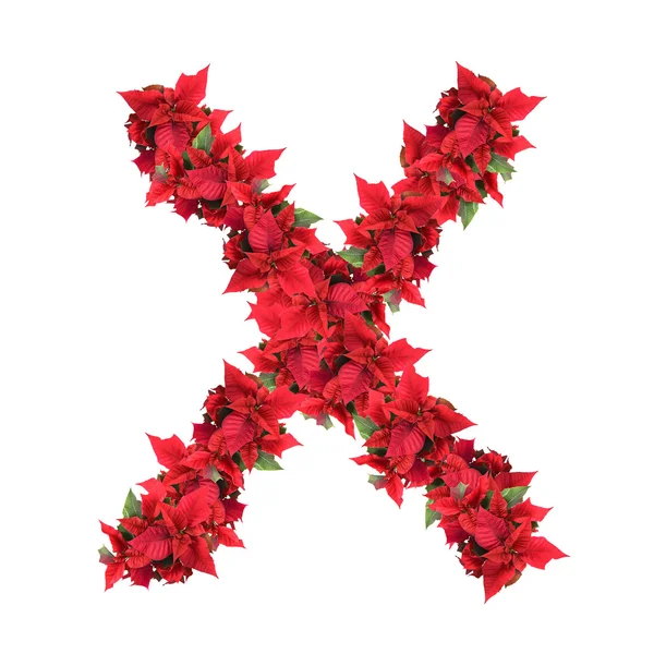 Лист з червоних різдвяних квітів ізольовано на білому — стокове фото