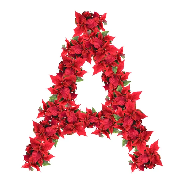 Επιστολή από κόκκινα λουλούδια Χριστούγεννα που απομονώνονται σε λευκό — Φωτογραφία Αρχείου