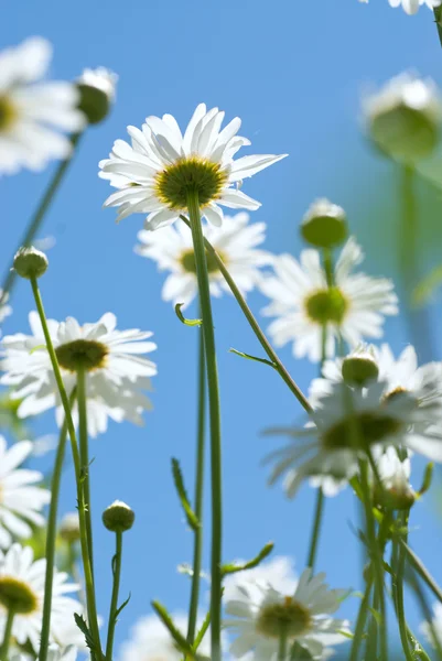 White chamomiles on meadow — Stock Photo, Image