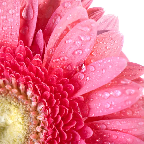 Margarita-gerbera rosa con gotas de agua aisladas en blanco —  Fotos de Stock